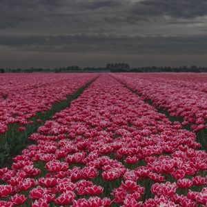 RH47-Tulpenvelden.png