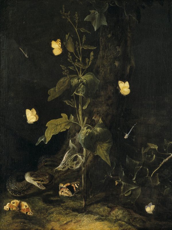 RS54-Otto-Marseus-van-Schrieck---Serpent-and-Butterflies-in-the-Woods.png