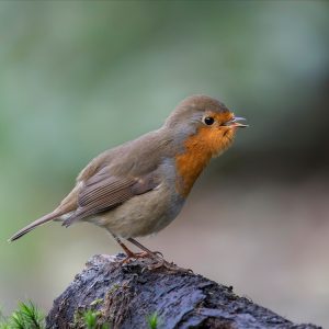 ST30-European-Robin.png