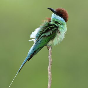 ST52-Blauwkeelbijeneter.png