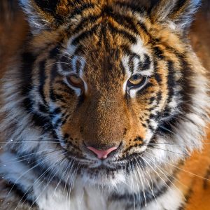 ST53-Tijger-close-up.png