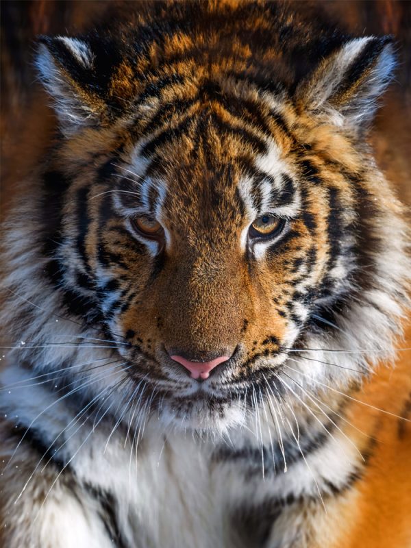ST53-Tijger-close-up.png